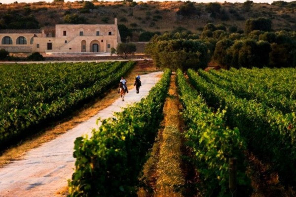 Крушинский Константин Николаевич: винодельни Монако