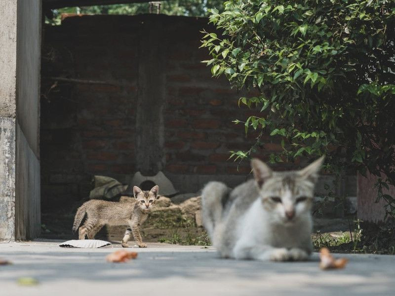 «Росгосстрах» начал продажи цифровых продуктов СК «Пульс» на своем сайте