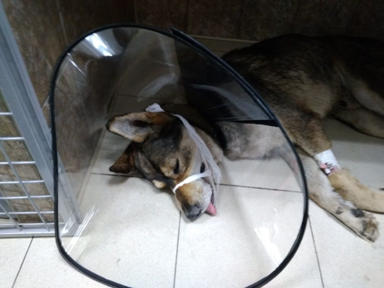 под рязанью нашли искалеченных собак. мухтар собака. животные рязанской области. появилась собака рязанская область. пес кот рязань.