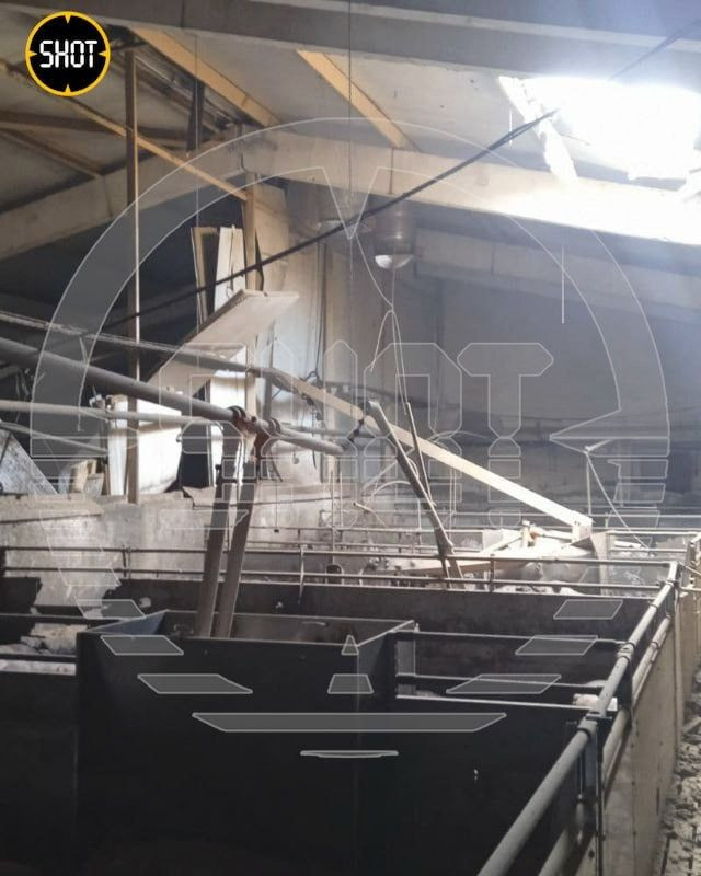 Черкизово свиноводство пенза. Свинокомплекс агро белогорье. Свинарник. Кигбаевский бекон свиноводческий комплекс. Свинокомплекс черкизово.