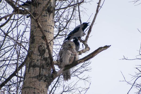 В Рязани засняли редкую сову в окружении ворон
