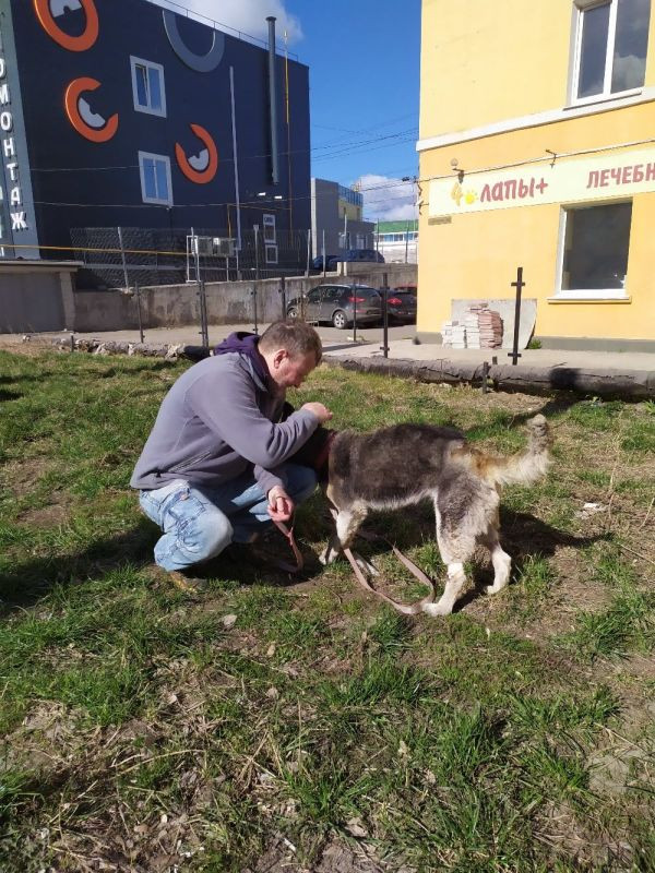 собака февраль. мухтар из сасово. пес кот рязань. пес кот рязань. кот и пес ветеринарная клиника мурманск.