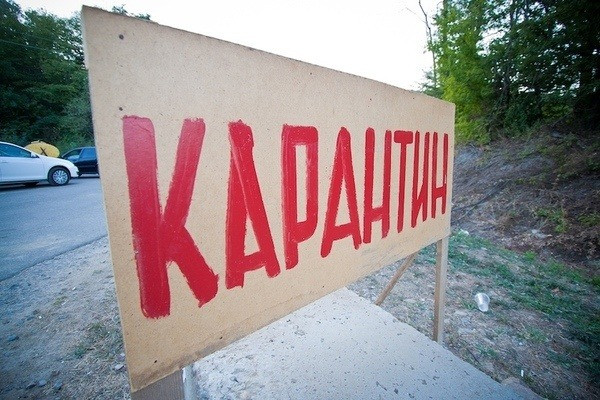 Зимнее обострение. В Рязани и области объявили десять карантинов по бешенству животных