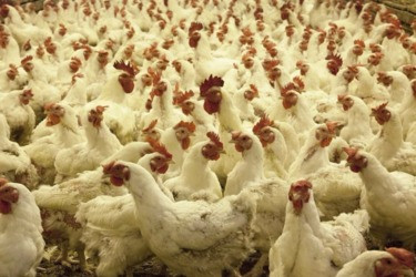 Россия ограничила ввоз мяса и яиц из нескольких стран Евросоюза Россия ограничила ввоз мяса и яиц из нескольких стран Евросоюза