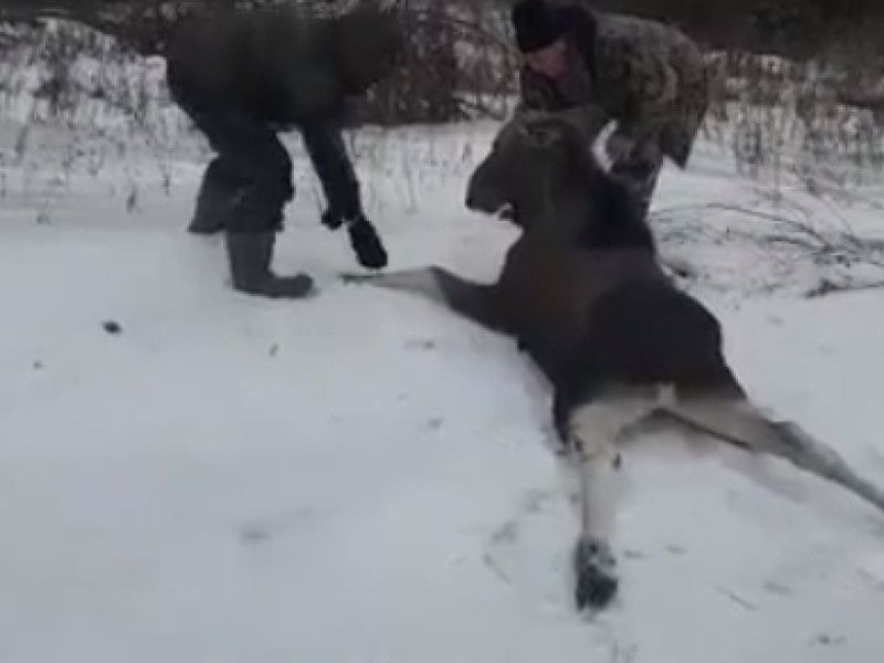 Жители Путятинского района спасли «забуксовавшего» лосенка Жители Путятинского района спасли «забуксовавшего» лосенка