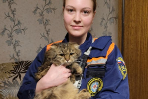 Рязанские волонтеры спасли кошку, выпавшую в окно