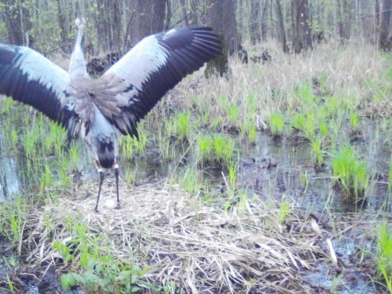 В Окский заповедник вернулись серые журавли В Окский заповедник вернулись серые журавли