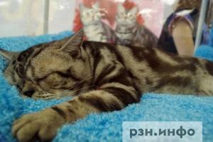 В Лесопарке пройдет выставка «Пойдем домой!»
