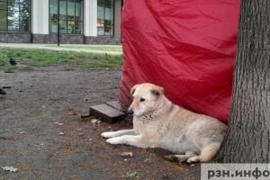 В двух районах Рязанской области установили карантин по бешенству
