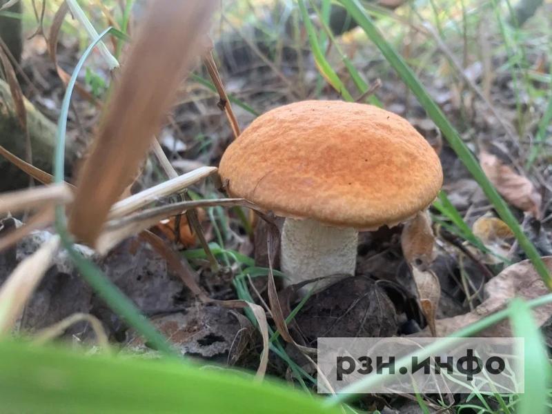 В рязанском лесу нашли заблудившихся грибников