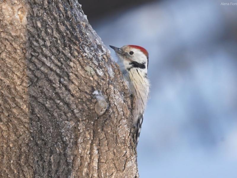 В рязанском лесопарке заметили дятла