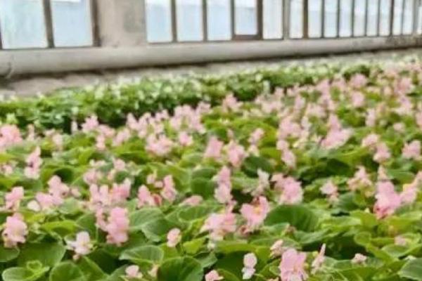 В Рязани высадят более 1,2 млн цветов