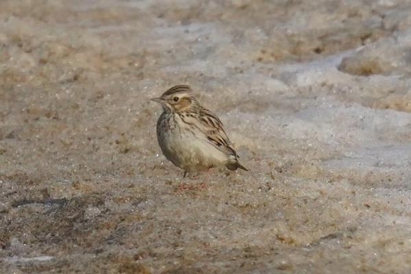 В Рязанскую область после долгой зимы начали массово возвращаться перелетные птицы