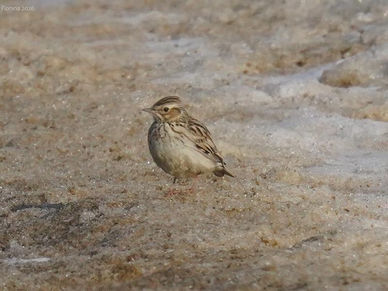 В Рязанскую область после долгой зимы начали массово возвращаться перелетные птицы