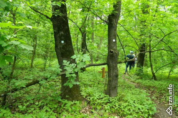 Вековая дубрава под угрозой. На месте «зеленой» зоны в Рязани хотят построить очередной развлекательный центр