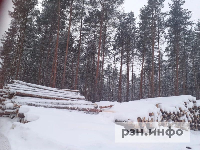 Распил по-алекановски или как недалеко от Рязани методично уничтожают лес